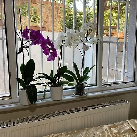 Demirtas Palace Apartment *